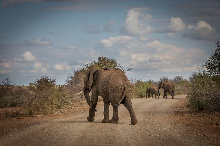 103 Kruger National Park, olifanten.jpg